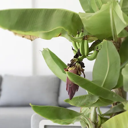 Exlusive With Garden In Higueron Fuengirola