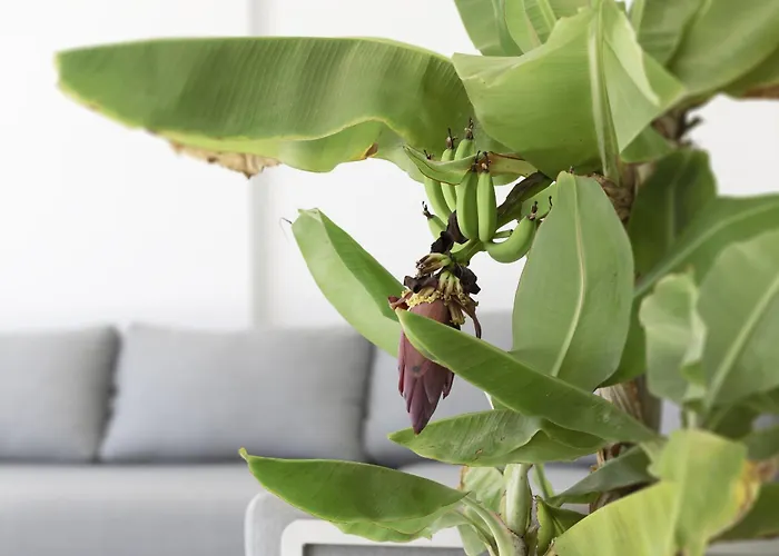 Exlusive With Garden In Higueron Fuengirola